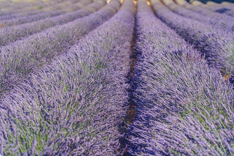 Lavender